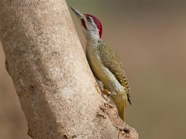 <h3><a href="/trips/gambia/biota/animalia/chordata/aves/039 piciformes/009 picidae/campethera punctuligera/campethera punctuligera-nl.html">Campethera&nbsp;punctuligera</a> / Fine‑spotted&nbsp;woodpecker / Stippelspecht</h3>OM-1 Mark II met OLYMPUS M.150-400mm F4.5, 1/2000 sec  bij F4.5, ISO 800, afstand 13.6&nbsp;m